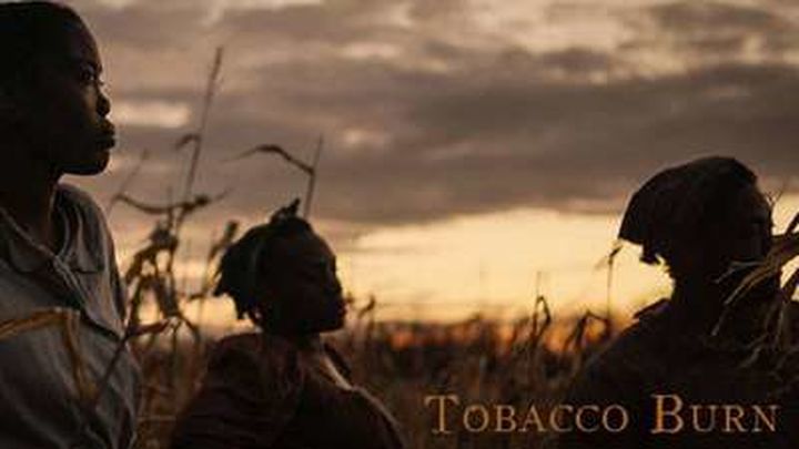 TOBACCO BURN
