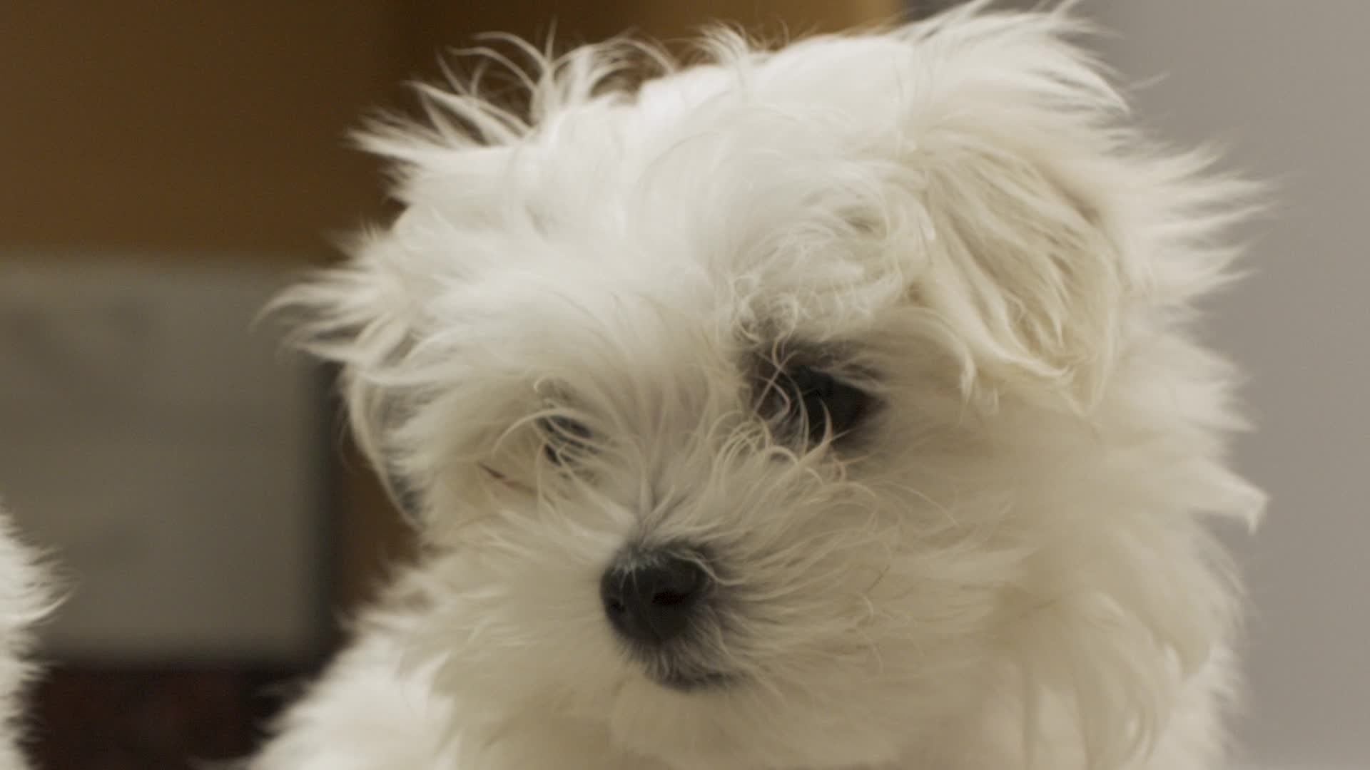 Dog Years EP4