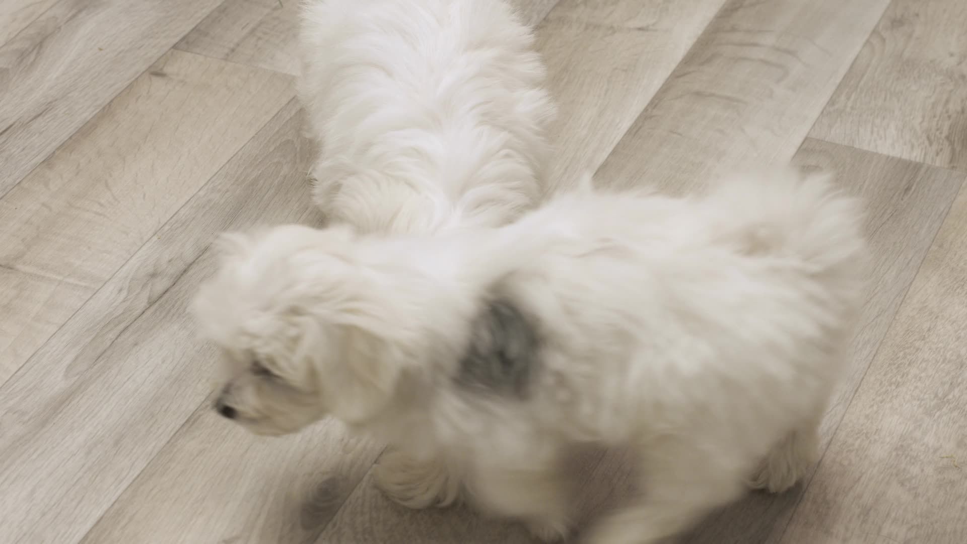 Dog Years EP10