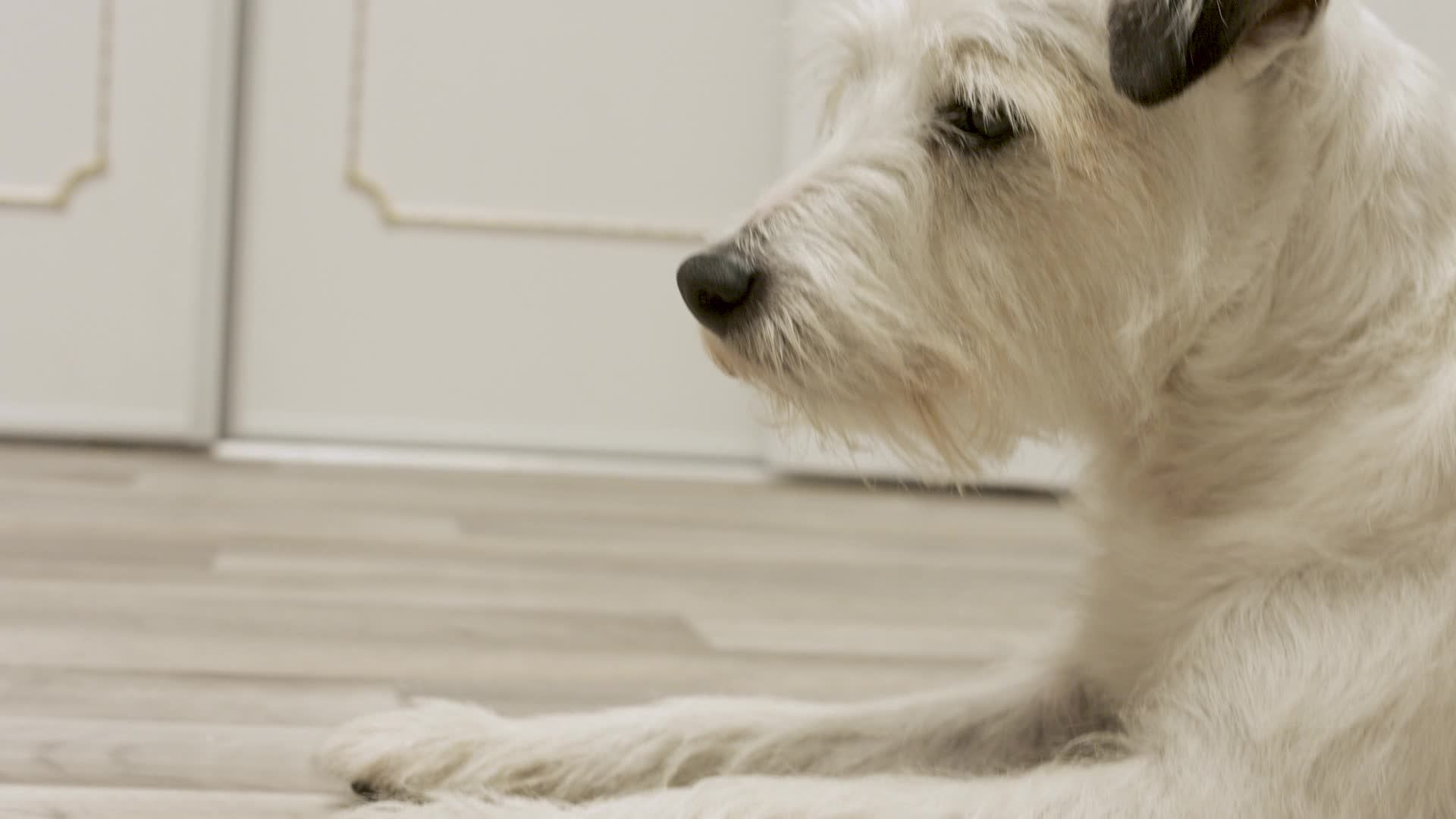 Dog Years EP8