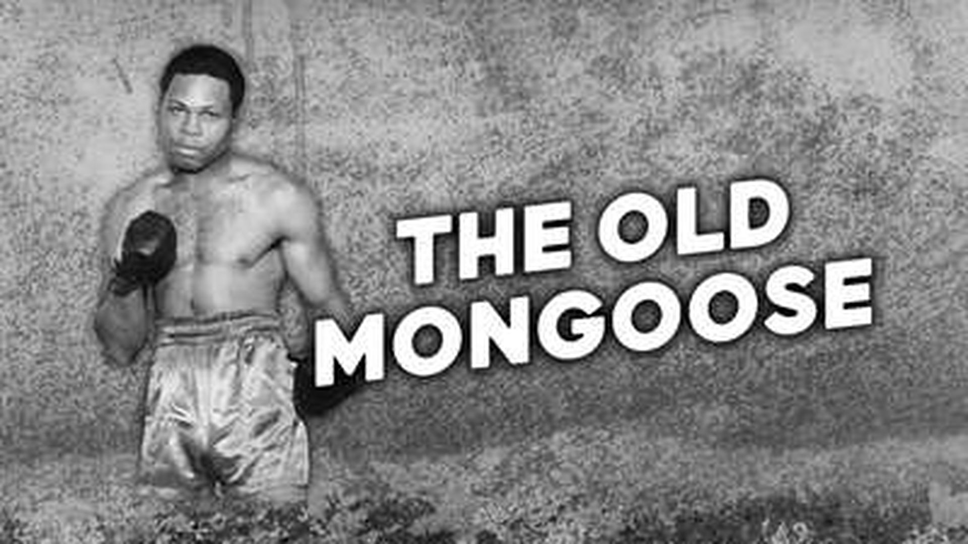 THE OLD MONGOOSE