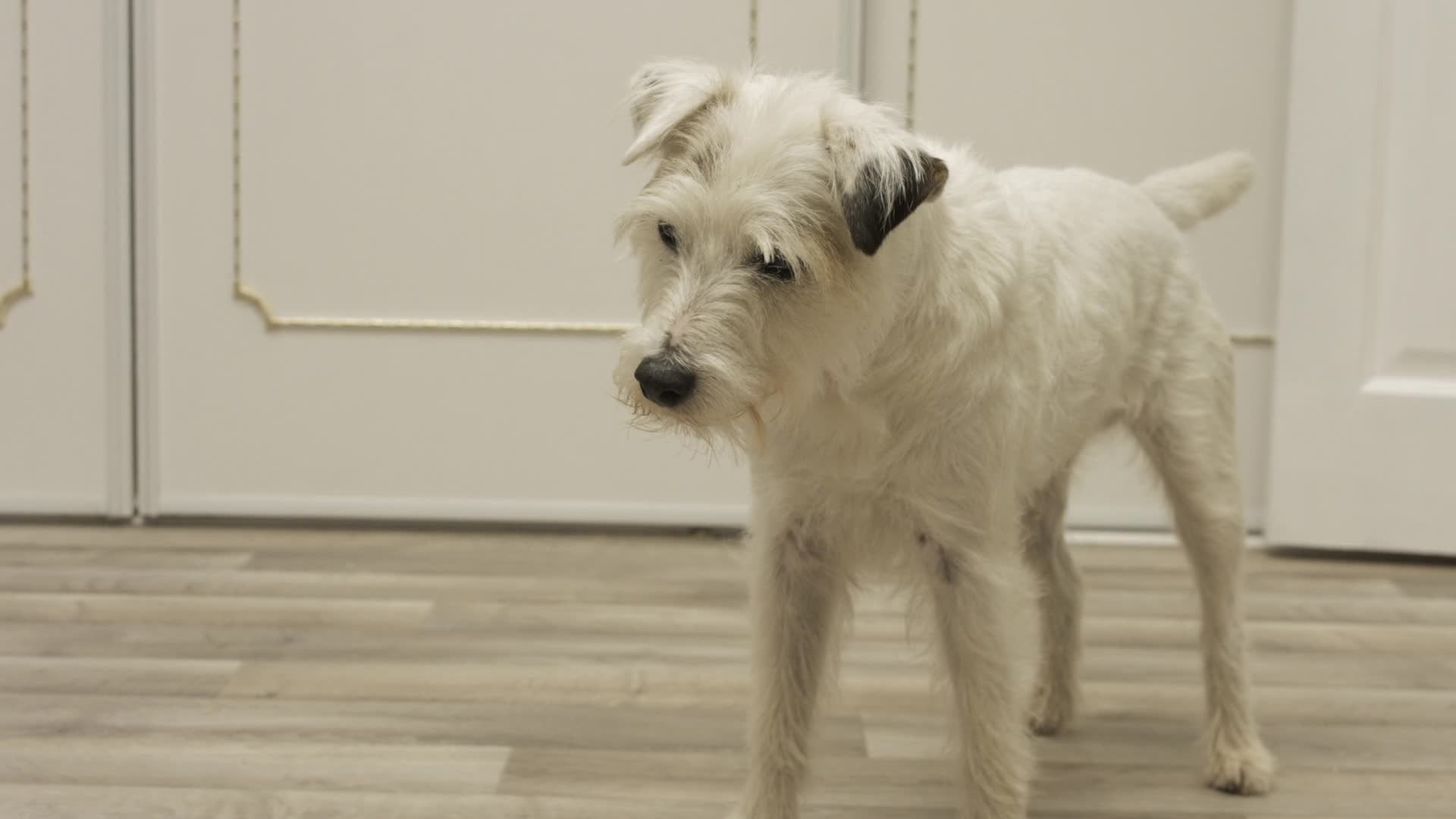 Dog Years EP1