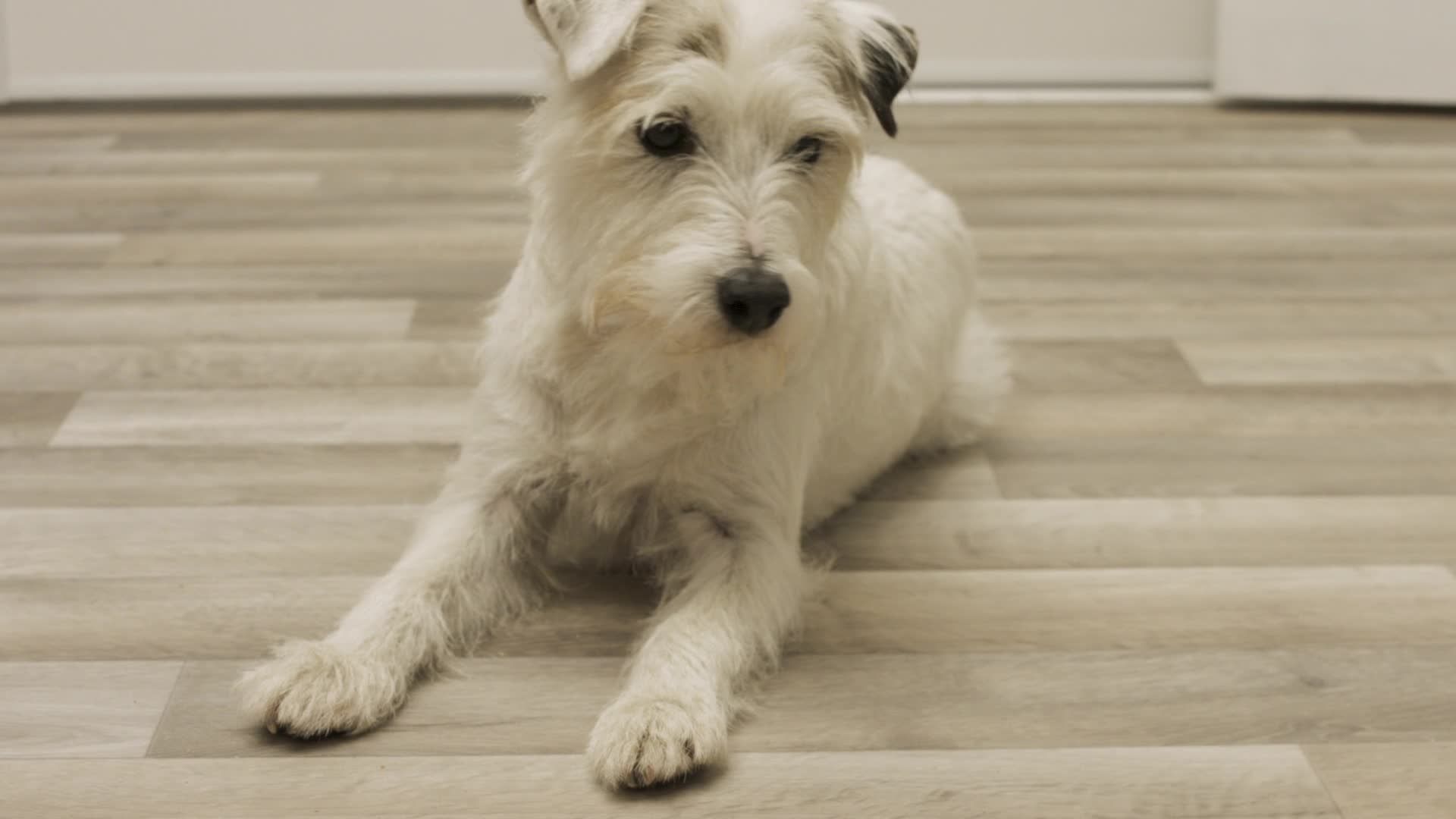 Dog Years EP5