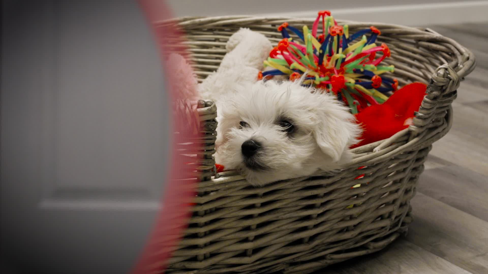 Dog Years EP9