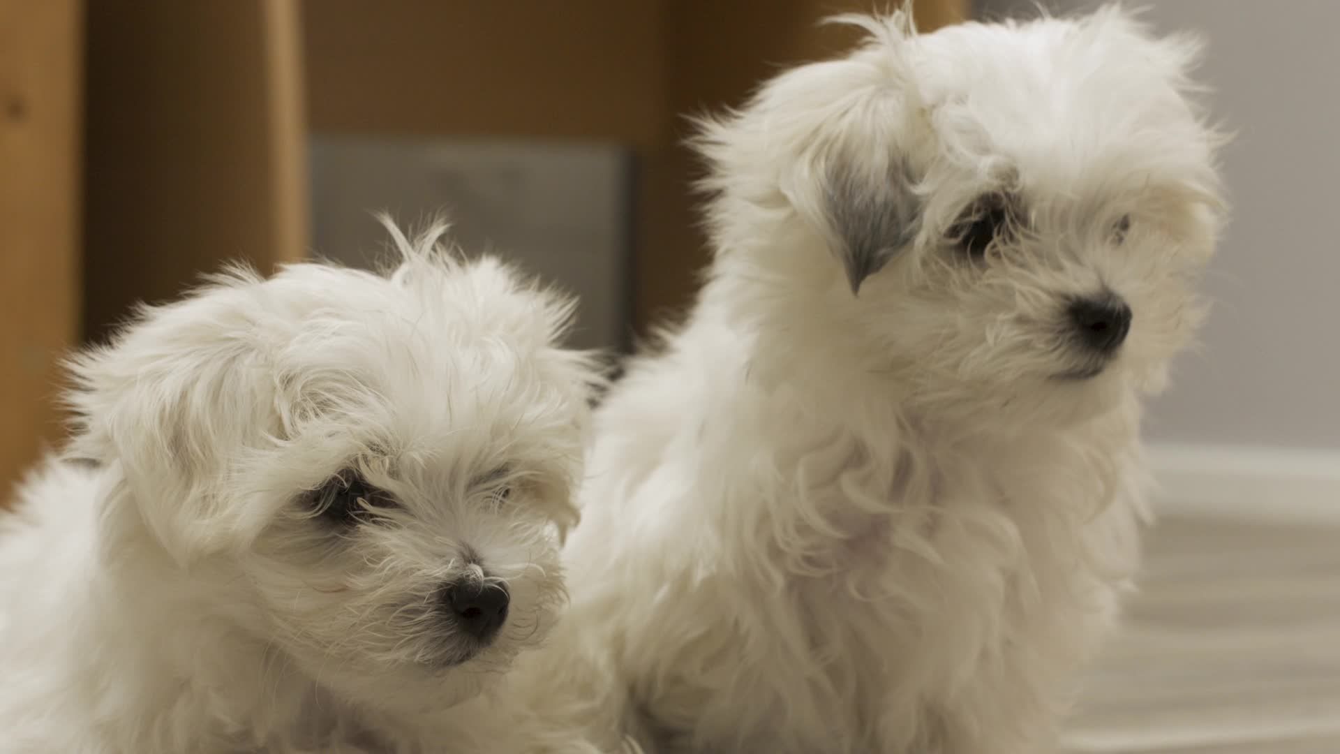 Dog Years EP2