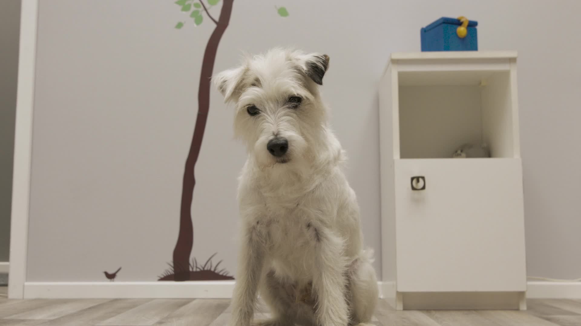 Dog Years EP6